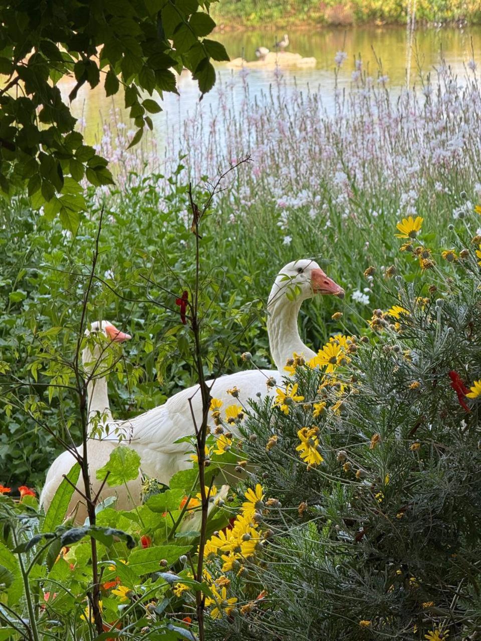 Middelplaas Paarl Guesthouse Luaran gambar